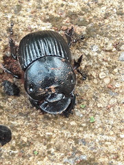 Dendropaemon convexus