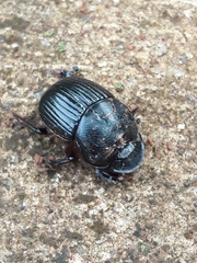 Dendropaemon convexus