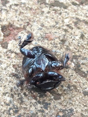 Dendropaemon convexus