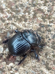 Dendropaemon convexus