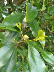 Olea woodiana