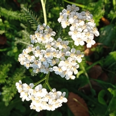 Achillea millefolium
