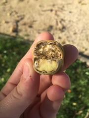 Juglans cinerea