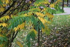 Pterocarya