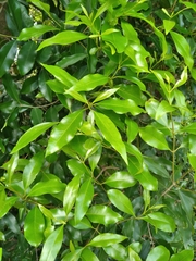 Olea woodiana