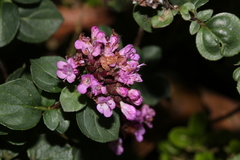 Origanum majorana