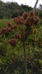 Cyperus solidus