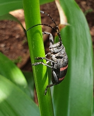 Ceroplesis orientalis