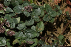 Origanum majorana