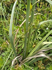 Cyperus solidus