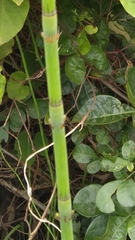 Equisetum ramosissimum