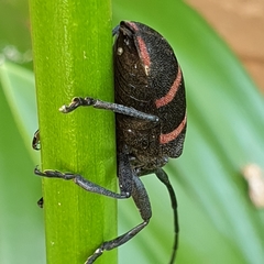 Ceroplesis orientalis