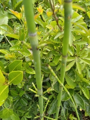 Equisetum ramosissimum