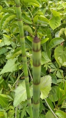 Equisetum ramosissimum