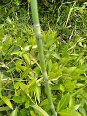 Equisetum ramosissimum