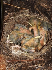 Turdus amaurochalinus