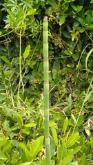 Equisetum ramosissimum