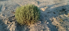 Salsoloideae