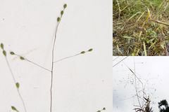 Kellochloa verrucosa