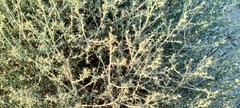 Salsoloideae
