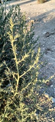 Salsoloideae