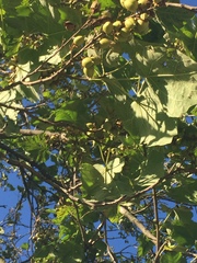 Juglans cinerea