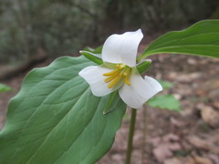 Trillium catesbaei