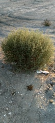 Salsoloideae