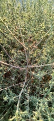 Salsoloideae