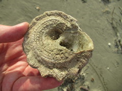 Astraea heliotropium