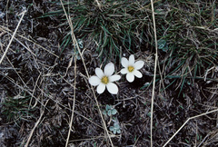 Zephyranthes andina