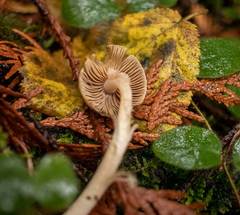 Inocybe albodisca