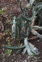 Euphorbia resinifera
