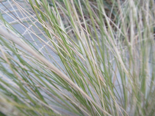 Sand poa (Poa triodioides)