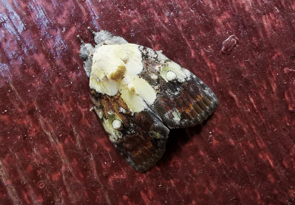 Negritothripa orbifera