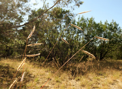 Bouteloua pectinata