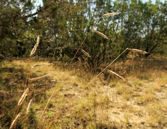 Bouteloua pectinata