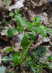 Ranunculus abortivus