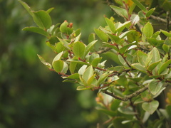 Xylosma spiculifera