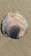 Pododesmus