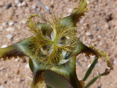 Ferraria divaricata