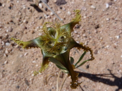 Ferraria divaricata