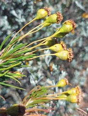 Euryops rehmannii