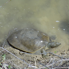 Apalone spinifera spinifera