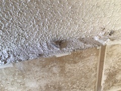 Xanthorhoe fluctuata