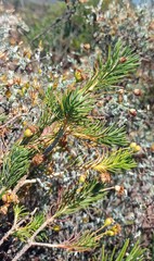 Euryops rehmannii