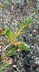 Euryops rehmannii