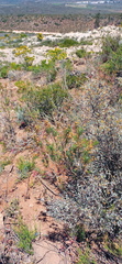 Euryops rehmannii