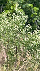 Baccharis halimifolia image