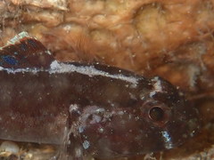 Gobius ater